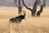 Hwange NP