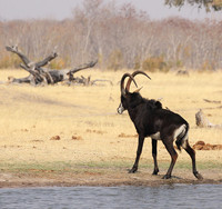 Hwange NP