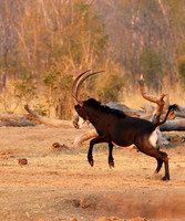 Hwange NP