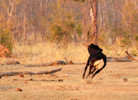 Hwange NP