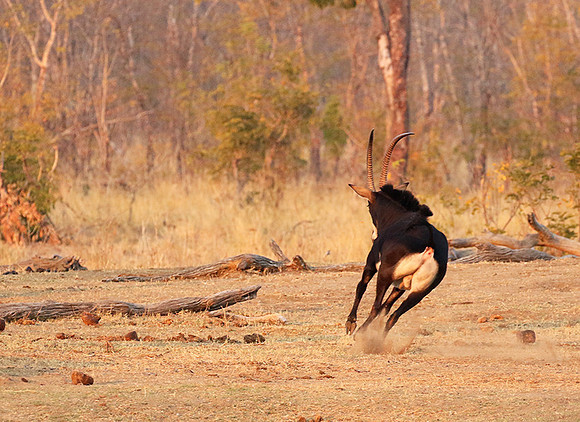 Hwange NP