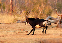 Hwange NP