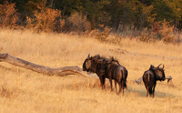 Matetsi private game reserve