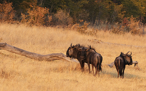 Matetsi private game reserve