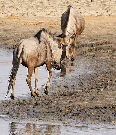 Hwange National Park