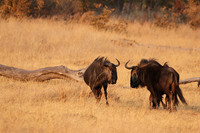 Matetsi private game reserve