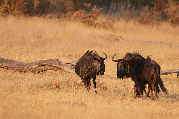 Matetsi private game reserve