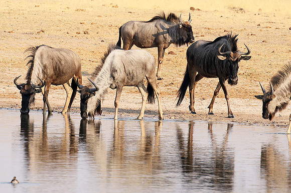 Hwange National Park