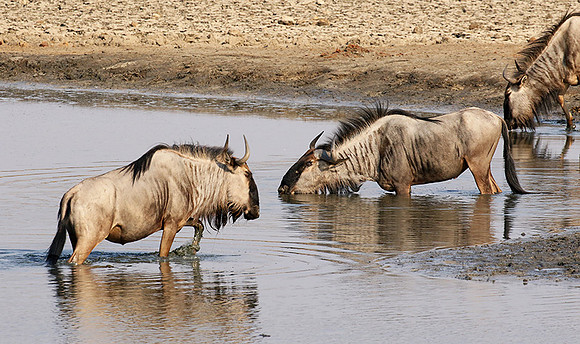 Hwange National Park