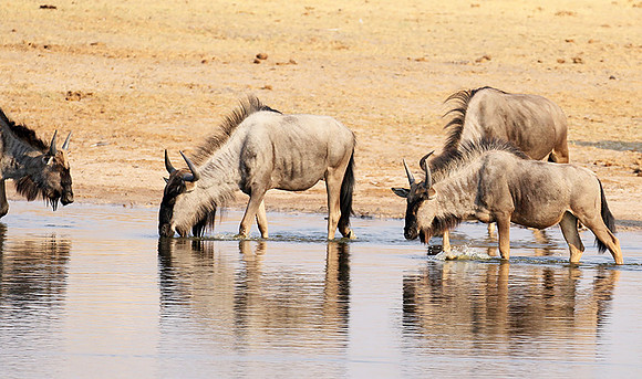 Hwange National Park