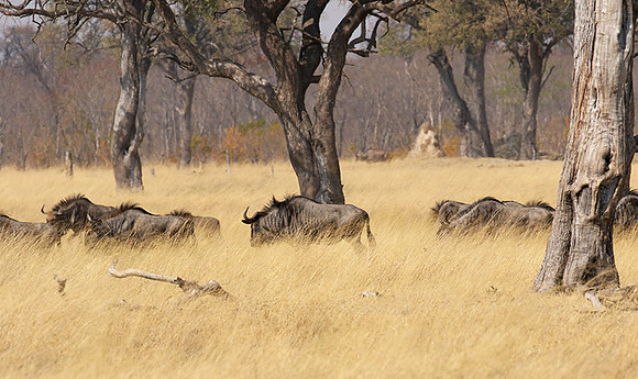 Hwange National Park