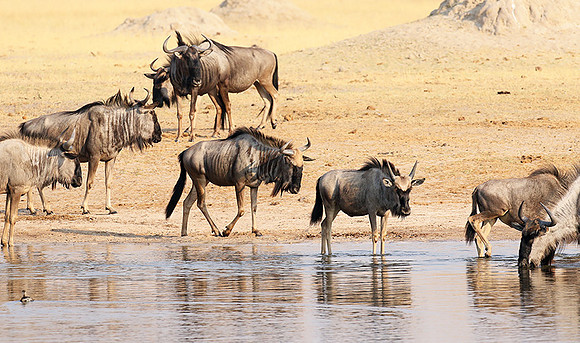 Hwange National Park
