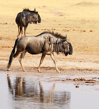 Hwange National Park