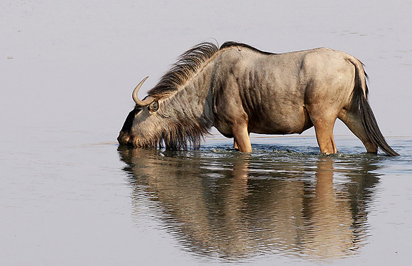 Hwange National Park