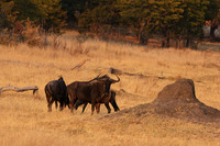 Matetsi private game reserve