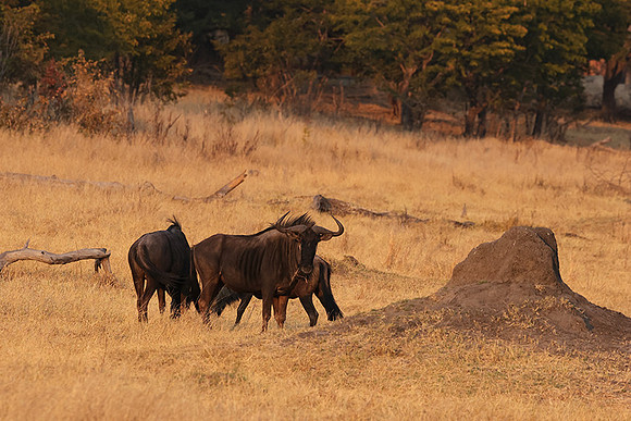Matetsi private game reserve