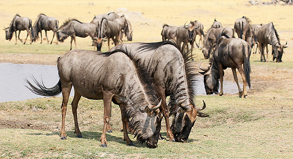 Hwange National Park