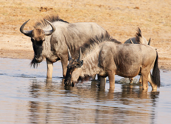 Hwange National Park