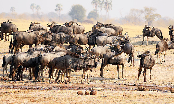 Hwange National Park