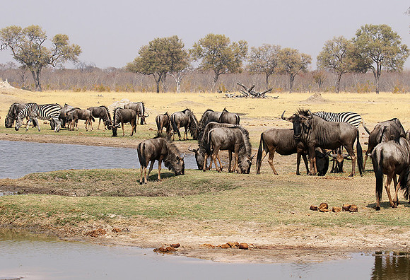 Hwange National Park