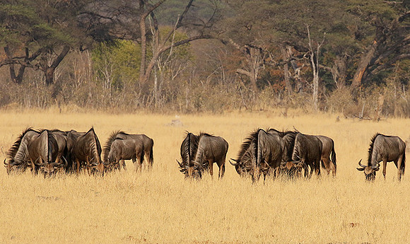 Hwange National Park