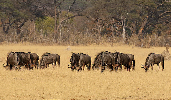 Hwange National Park