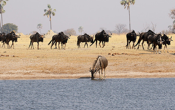 Hwange National Park