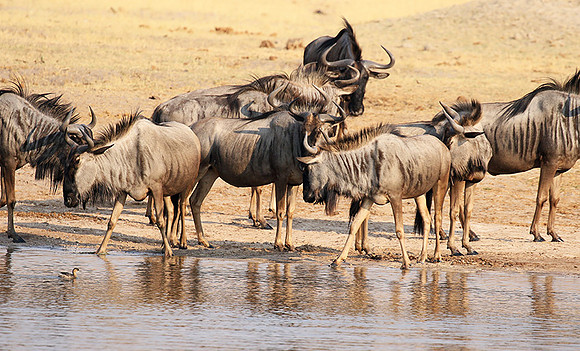 Hwange National Park