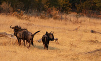 Matetsi private game reserve
