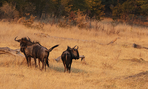 Matetsi private game reserve