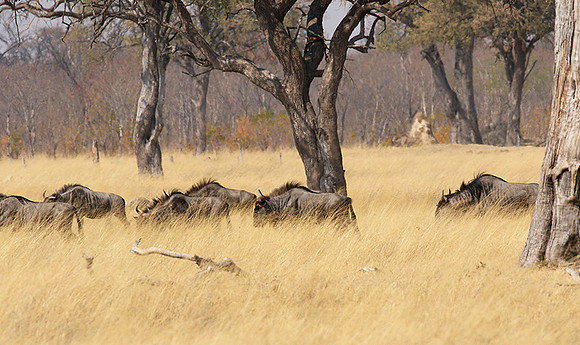 Hwange National Park