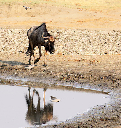 Hwange National Park
