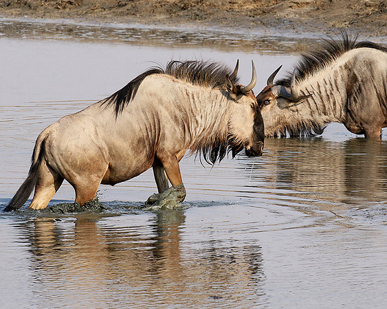 Hwange National Park
