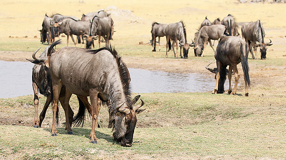 Hwange National Park