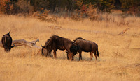 Matetsi private game reserve