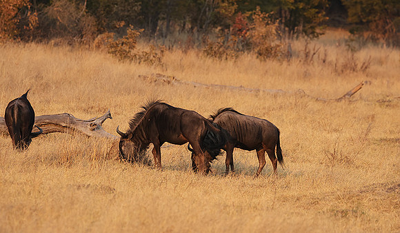 Matetsi private game reserve