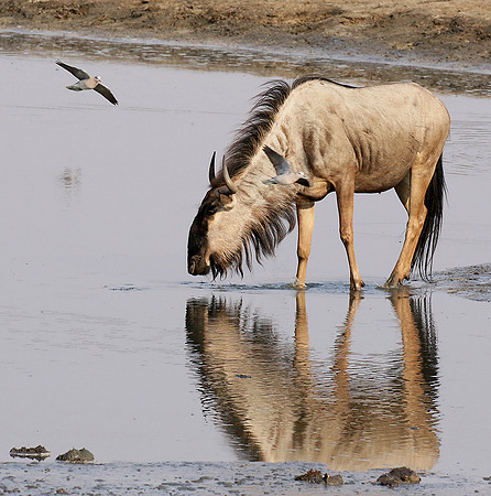 Hwange National Park