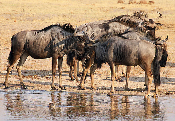 Hwange National Park