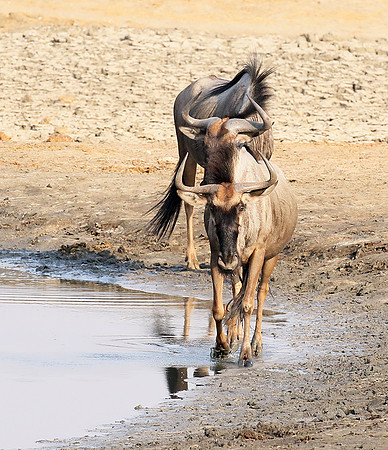Hwange National Park