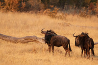 Matetsi private game reserve