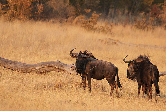Matetsi private game reserve