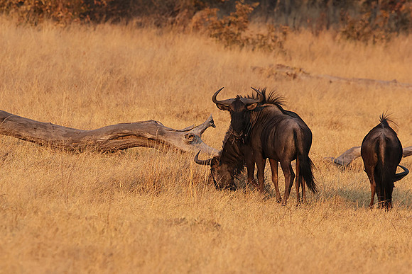 Matetsi private game reserve