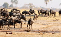 Hwange National Park