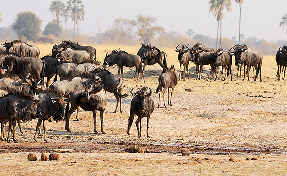 Hwange National Park