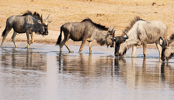 Hwange National Park