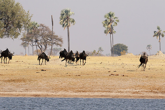 Hwange National Park