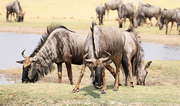 Hwange National Park