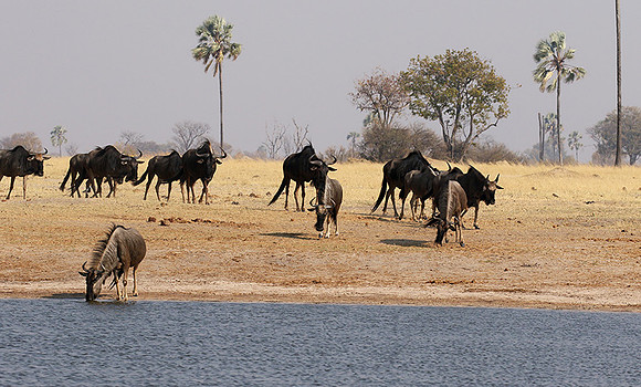 Hwange National Park