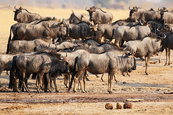 Hwange National Park