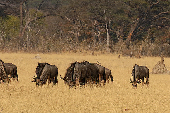 Hwange National Park